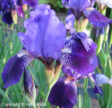 Iris Germanica-Ryhmä 'Siniviitta', tarhakurjenmiekka
